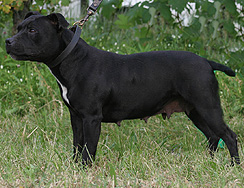 bisturi
