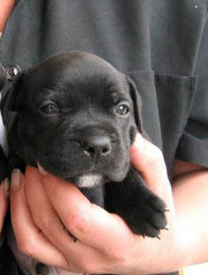 cucciolo staffy