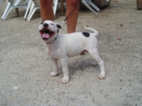 staffy