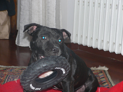 staffi