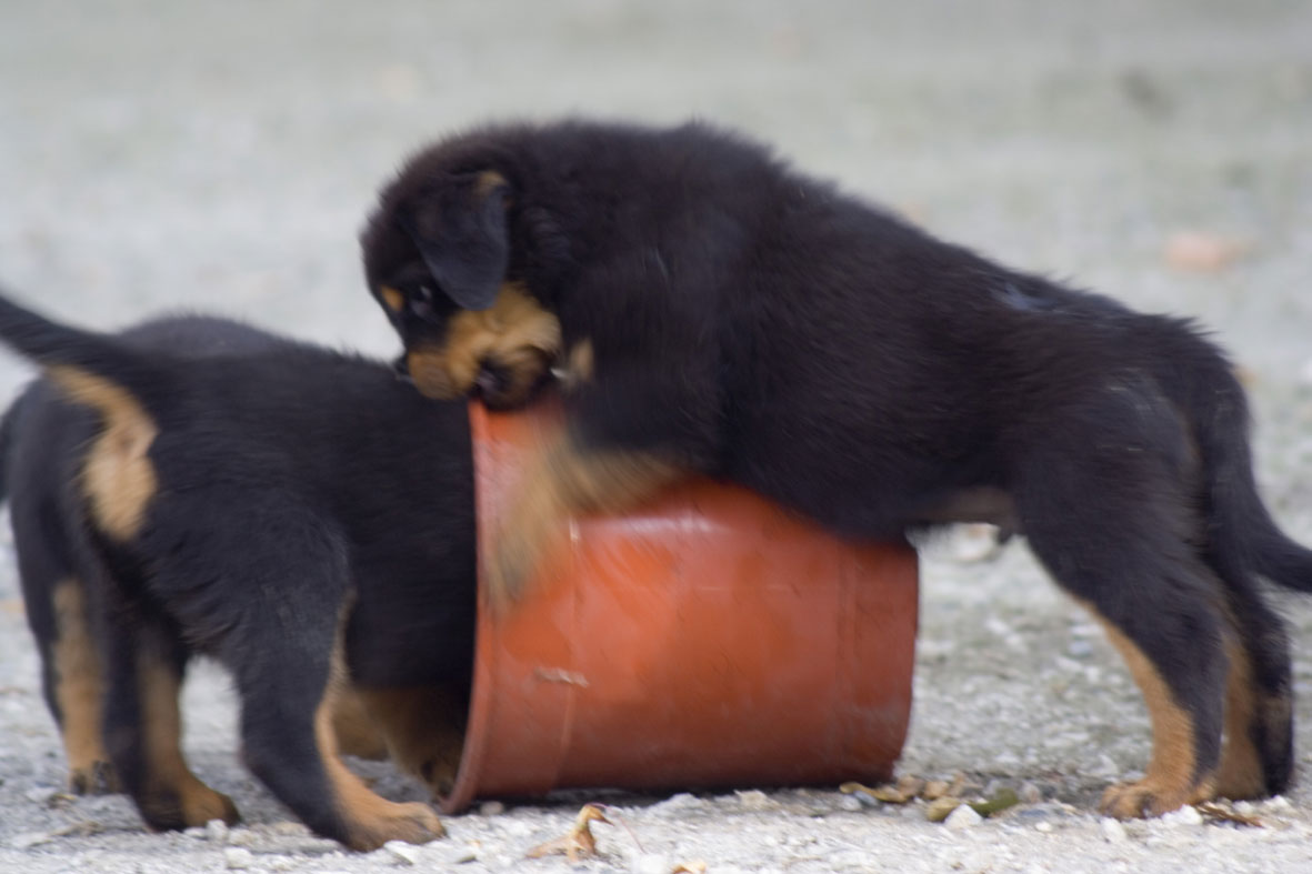 cuccioli rottweiler