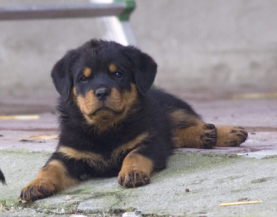 rottweiler