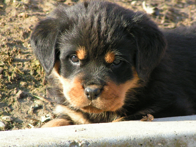 rottweiler cuccioli