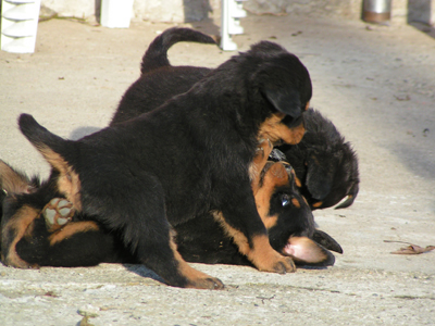 rottweiler