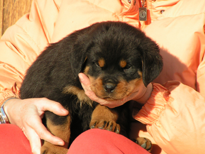 rottweiler