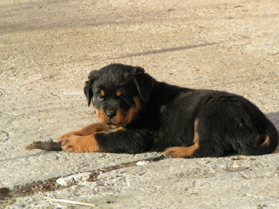 rottweiler