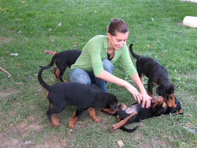 rottweiler cuccioli