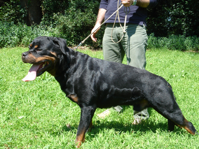 Norton del dardo nero