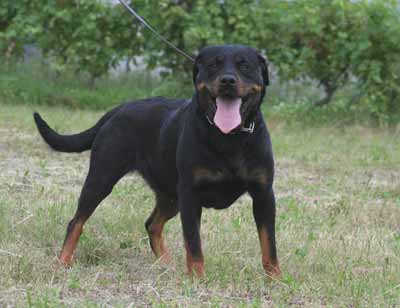 rottweiler