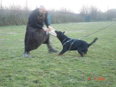 rottweiler